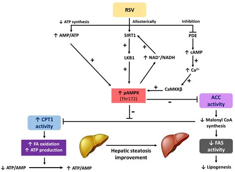 Ijms Free Full Text Involvement Of 5′amp Activated Protein Kinase Ampk In The Effects Of