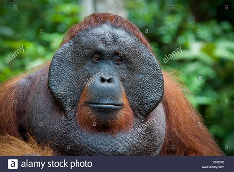 Orangutan Laughing High Resolution Stock Photography and Images - Alamy