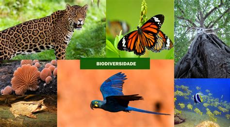 Biodiversidade O Que é E Qual A Sua Importância Para O Planeta