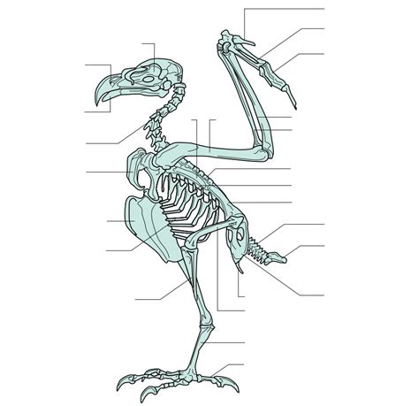 Skeleton of a typical bird (hawk) Diagram | Quizlet