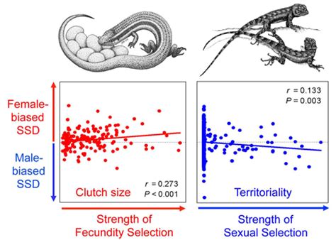 Sexual Size Dimorphism Cox Lab