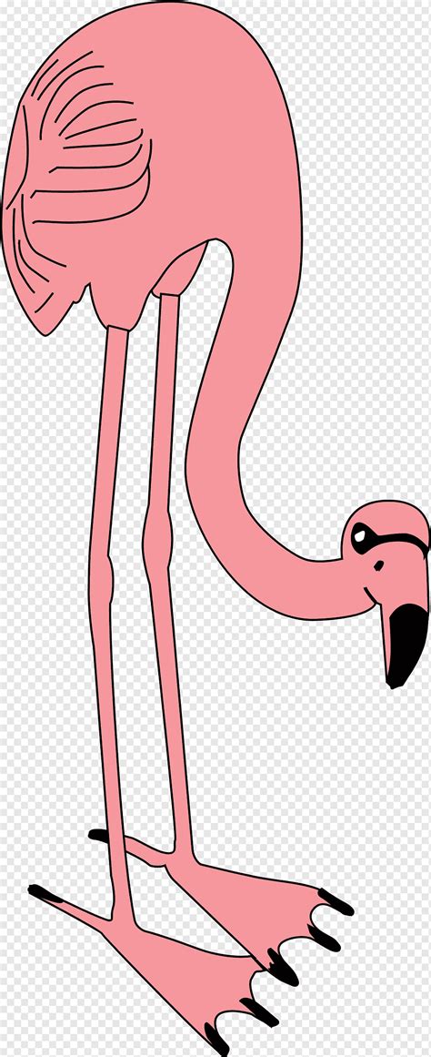 Flamingo Bird Flamingos Animais M O Desenho Animado Png Pngwing