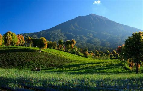 Mengenal 5 Gunung Berapi Tertinggi di Indonesia