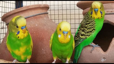 happy budgie sounds - YouTube