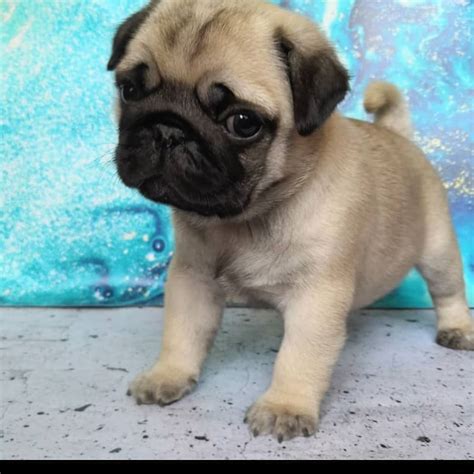 Frenchie Pug Puppies For Sale/frenchie Pugs For Sale