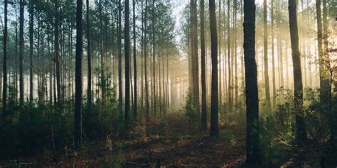 8 Razones Por Las Que Debemos Proteger Y Preservar Nuestros Bosques