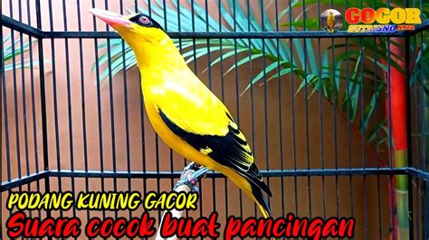 Podang Kuning Gacor Suara Burung Kepodang Emas Gacor Cocok Buat