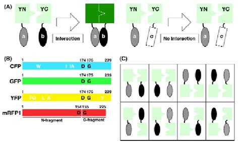 Principles Of The Bifc Assay A Nonfluorescent Fragments Yn And Yc Download Scientific