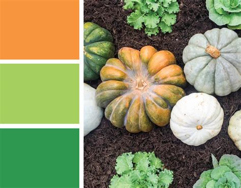 Fall Color Palette: Orange and Green Heirloom Pumpkins - Merriment Design