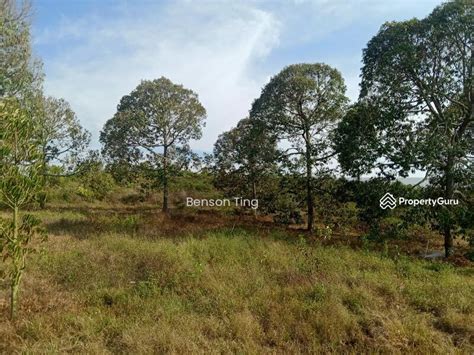 Acres Musang King Durian Farm Land Simpang Pertang Jelebu Simpang