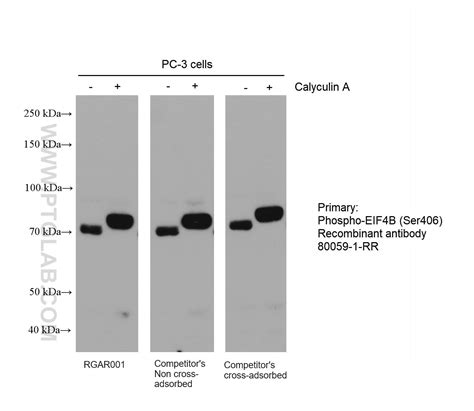 Multi Rab Hrp Goat Anti Rabbit Recombinant Secondary Antibody Hl