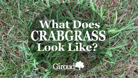 What Does Crabgrass Look Like Giroud Tree And Lawn Crab Grass Healthy Grass How To Grow