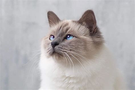 Birman Cat Breed Information