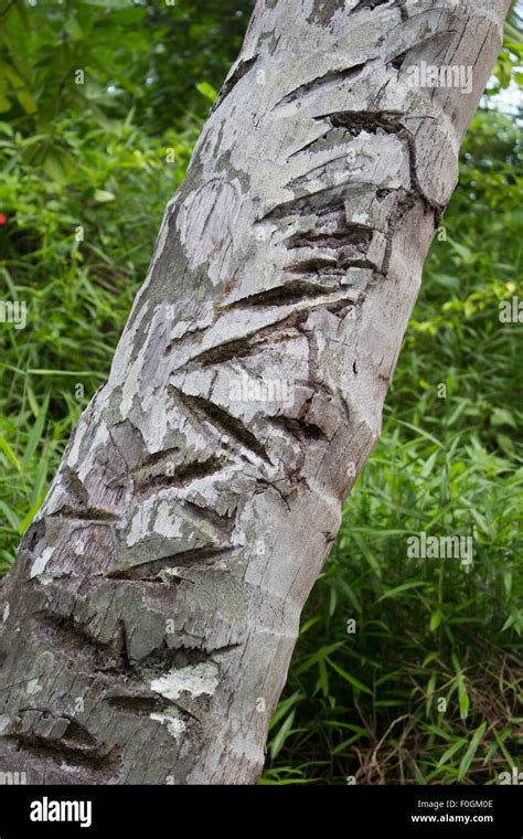 Mentawai Islands Indonesia Stock Photo Alamy