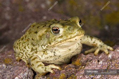 Sonoran Desert Toad — daylight, outdoor - Stock Photo | #168995428