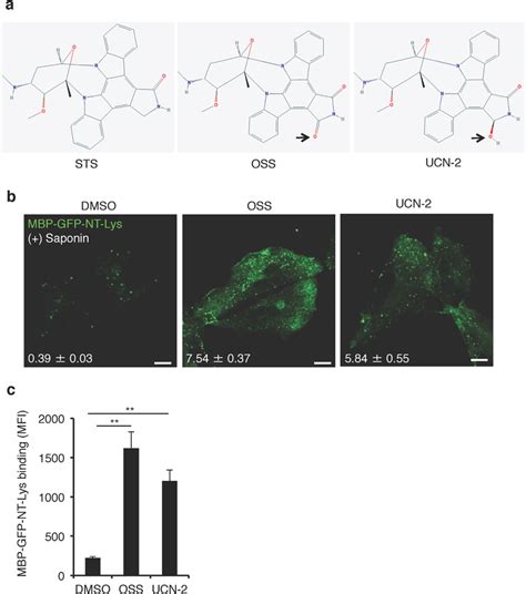 Staurosporine Analogues Also Increase GFP Lysenin Binding A The