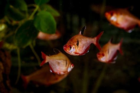 Blutsalmler Hyphessobrycon Eques Kaufen