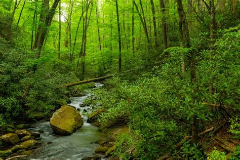 Joyce Kilmer Memorial Forest