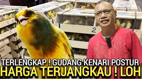 Ini Jelas No Tipu Tipu Yang Beli Pasti Puas Harga Kenari Terjangkau