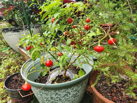 Can Anyone Help Identify This Pepper R Hotpeppers