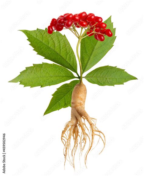 Ginseng Plant Isolated On White Background Medical Wild Ginseng Root