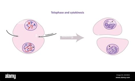 Cytokinesis Of Mitosis Diagram