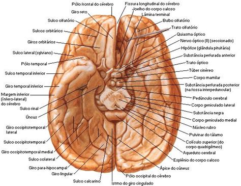 Hemisf Rios Cerebrais E Corpo Caloso