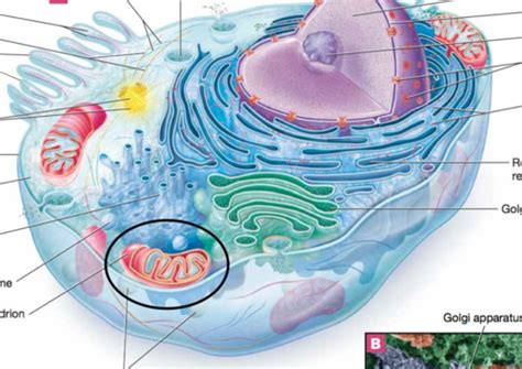 The Cell Flashcards Quizlet