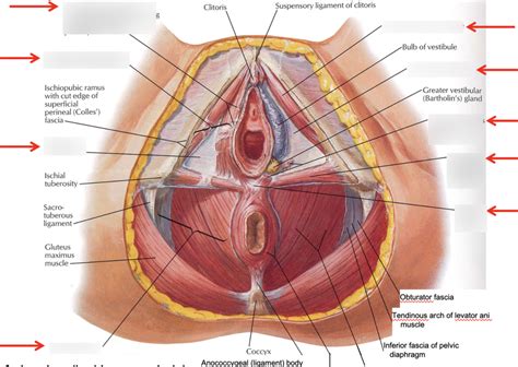 Perineum Female Diagram Quizlet