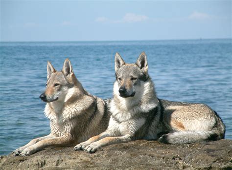 Czechoslovakian Wolfdog Info, Temperament, Training, Puppies, Pictures