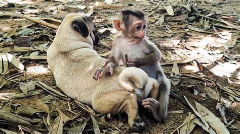 So Lovely And Adorable Little Baby Monkey So Cute Playing With Puppy