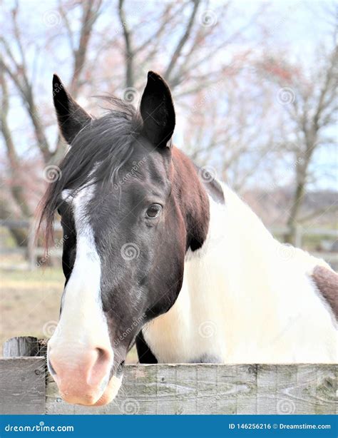 Black And White Paint Horse Stock Photo Image Of White Farm 146256216