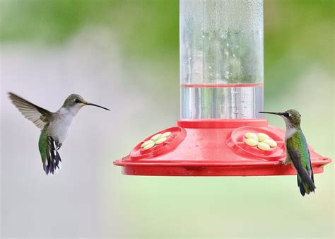 Delightful Diy Hummingbird Nectar A Sweet Treat For Your Feathered
