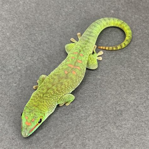 Giant Day Gecko Morphs