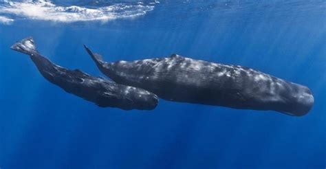 Dugong | Memorandum of Understanding on the Conservation and Management ...