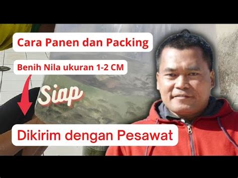 Cara Panen Dan Packing Benih Ikan Nila Ukuran Cm Siap Di Kirim