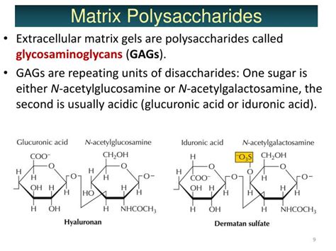 Ppt Extracellular Matrix Powerpoint Presentation Id 3532932