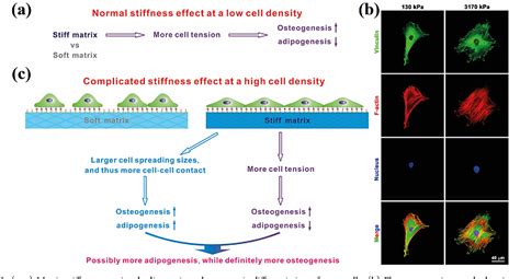 Figure From Engineered Nanobio Interfaces For Stem Cell Therapy