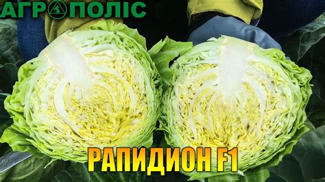 Рапидион F1 НОВАЯ КАПУСТА от Semenis - YouTube
