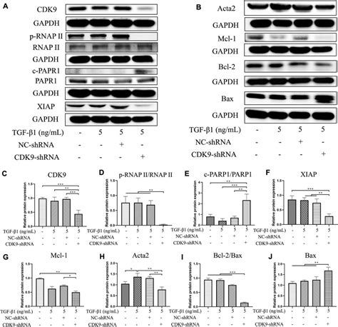 Frontiers Sns 032 Attenuates Liver Fibrosis By Anti Active Hepatic