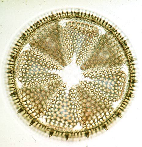 Diatom