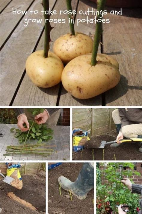 Come Coltivare Una Talea Di Rosa Utilizzando Una Patata Consigli E