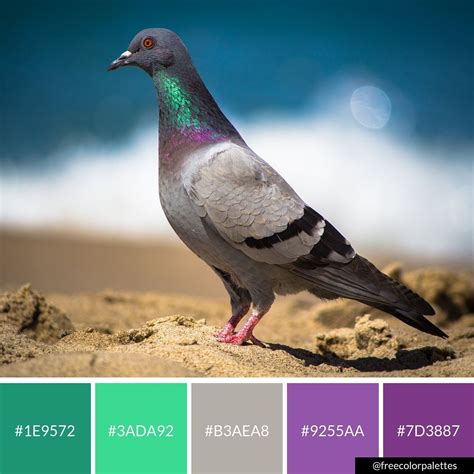green  purple pigeon iridescent color palette inspiration