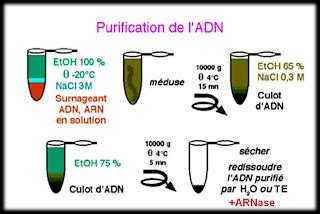 Extraction et purification des acides nucléiques Microbiologie fr