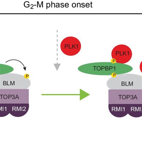 Working Model Regulated Activation Of The Btr Dissolvasome Complex By