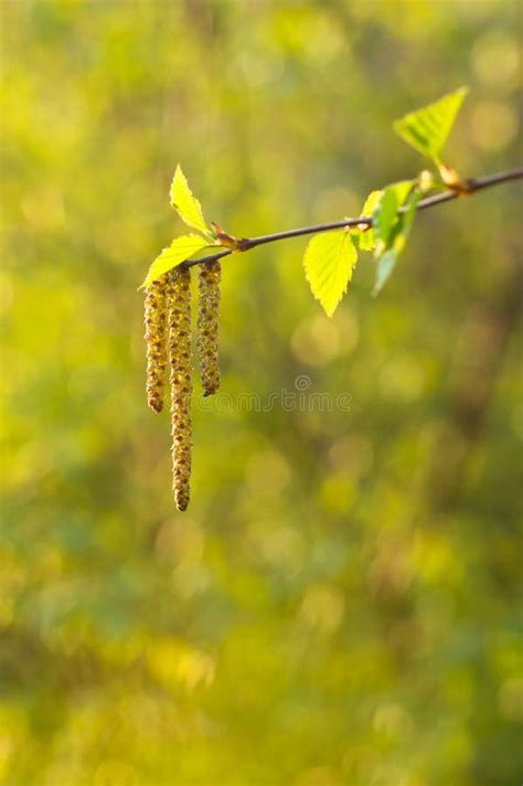 Vidoeiro Betula Pendula Pólen De Espalhamento Do Vidoeiro De Prata