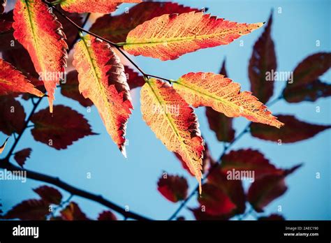 background autumn leaves in Japan Stock Photo - Alamy