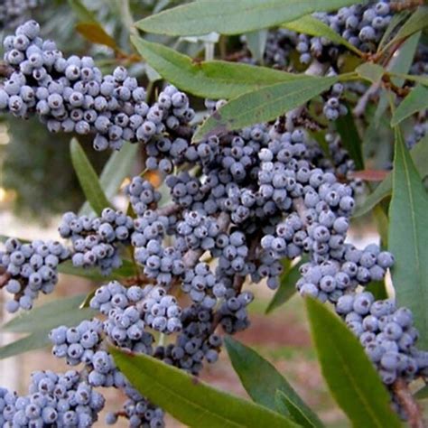 Myrica Cerifera Wax Myrtle Tidewater Trees