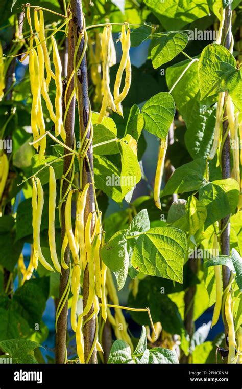 Phaseolus String High Beans The Pods On The Branches Of The Plant Are