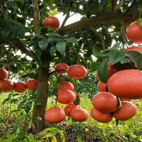 A Grade Andhra Pradesh Red Pomelo Tree at best price in Tanuku | ID: 27632906330